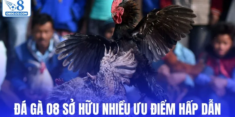 Đá gà O8 sở hữu nhiều ưu điểm hấp dẫn
